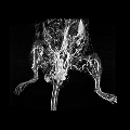 X-ray CT imaging of murine peripheral vasculature